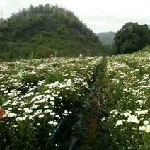 药用菊花袋装