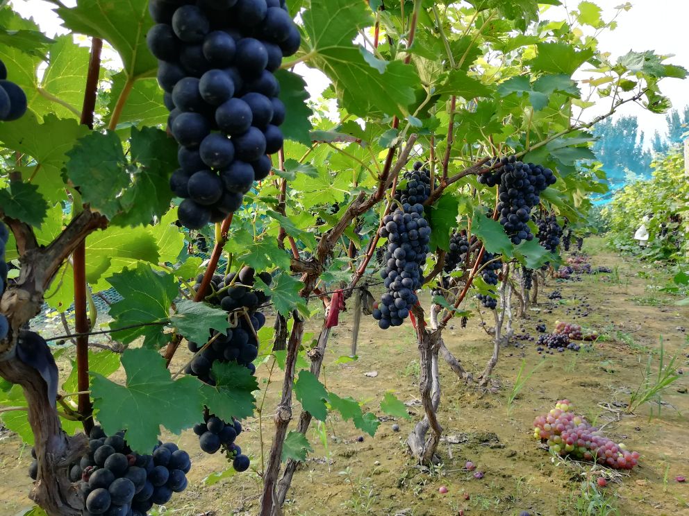 京亚葡萄成熟果园全景