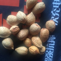 新疆巴旦木散装