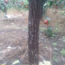 梨树16~18cm0.5~1米