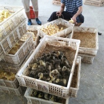 扬州大白鹅苗250g以下