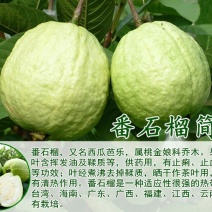 西瓜番石榴苗30~50cm