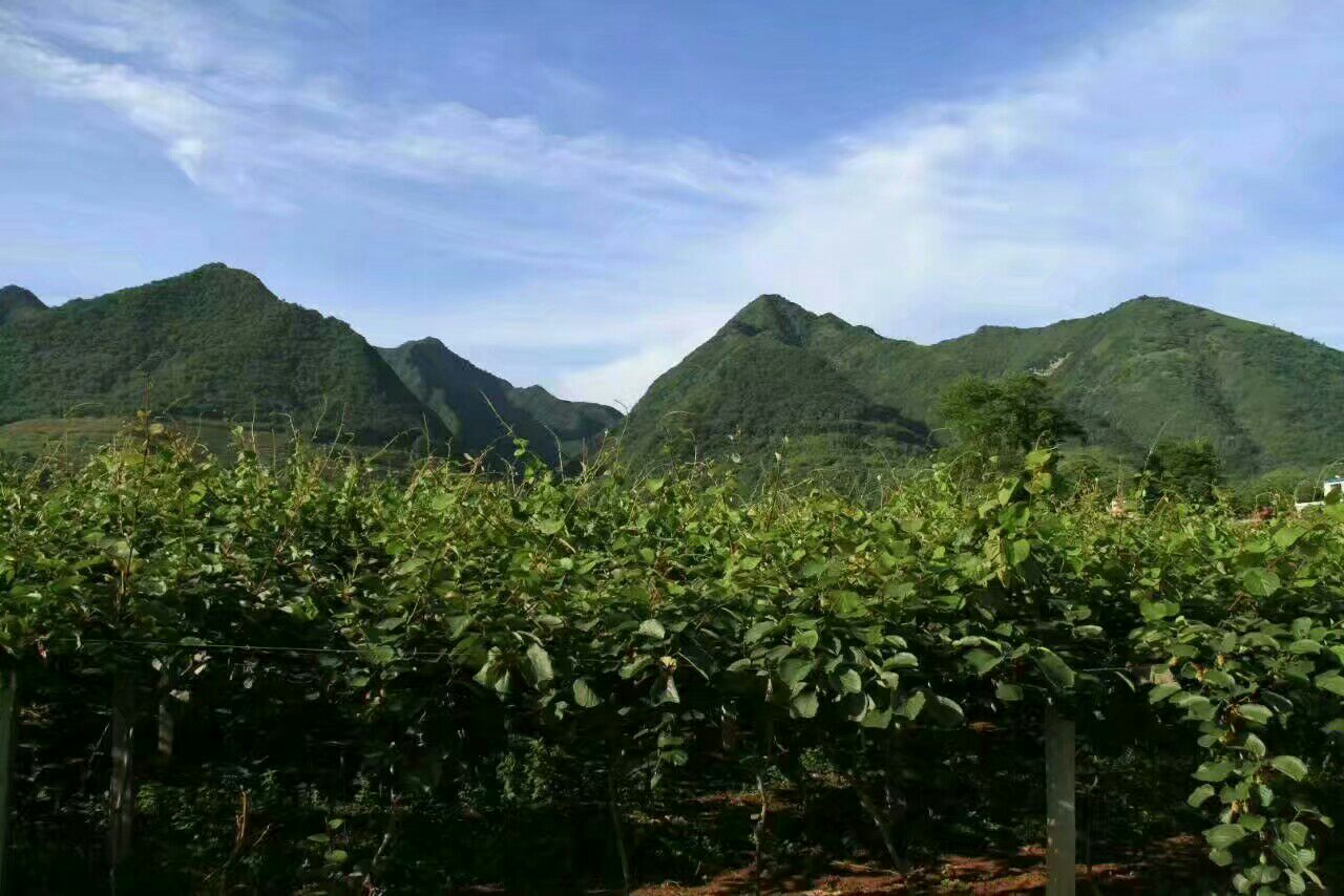 展示海沃德猕猴桃藤在南方、北方、高海拔地区种植对比图,标注气候条件与管理差异 猕猴桃藤在不同地区种植对比图