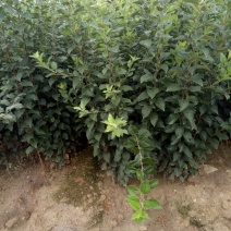 维纳斯苹果苗众诚苹果苗烟富8苹果苗