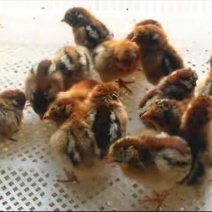 青脚麻鸡苗60~70克出壳苗雄