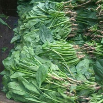 小叶菠菜20~25厘米