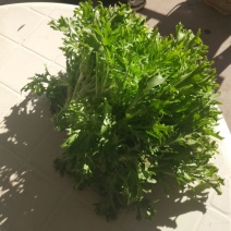 苦菊20~25cm