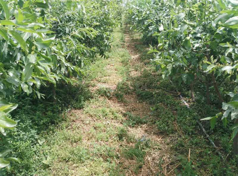 从空中俯瞰一片整齐划一的密枣种植园, rows of jujube trees are aligned in geometric patterns, with sandy soil between rows, surrounded by desert landscape and snow-capped mountains in the distance. Irrigation drip lines visible near tree bases. 新疆密枣种植园航拍图