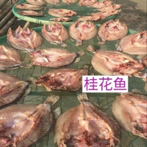 鳜鱼40~50cm食用活鱼