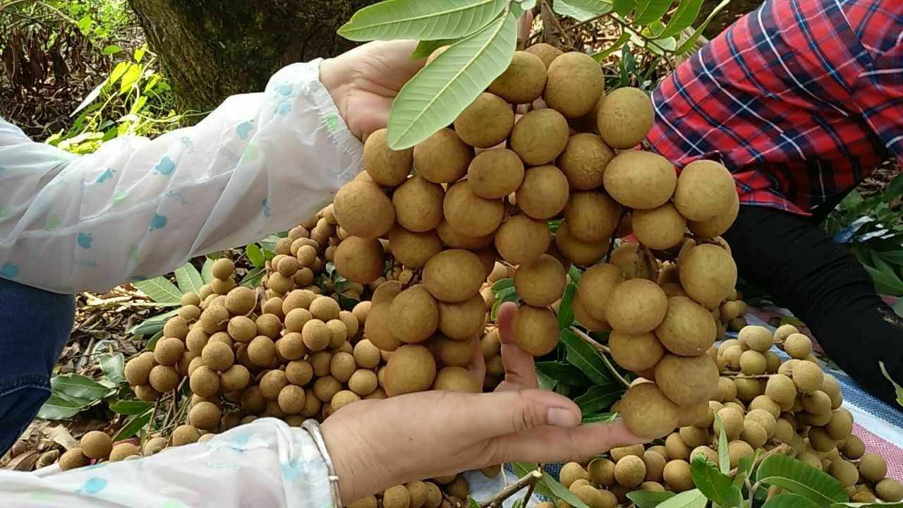 桂圆采收与品质检测现场