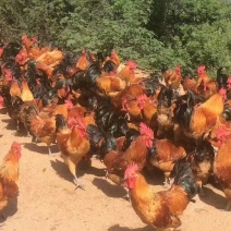 淮南王土鸡苗出壳苗250克以下通货
