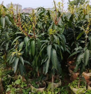 [芒果苗批发]金煌芒树苗 1~1.5m价格6.00元/棵 - 一亩田