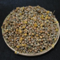 菊花，大别山一特产自然生长，品质好