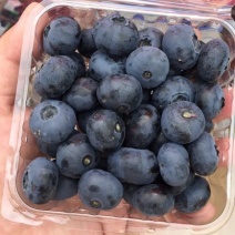 北蓝蓝莓鲜果12~14mm以上