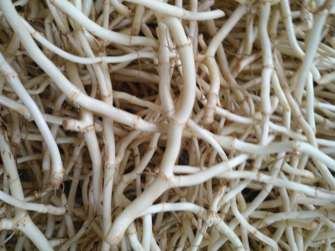 图中展示新鲜鱼腥草根与干制鱼腥草根的外观、质地对比,帮助消费者识别优质产品 新鲜鱼腥草根与干品对比图