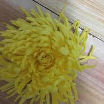 皇菊茶特级