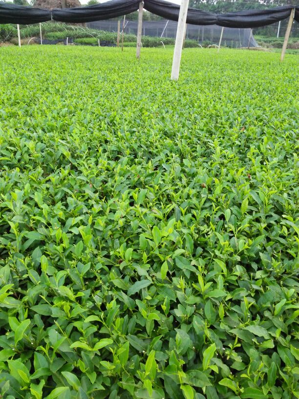[茶树苗批发]茶树苗绿茶树苗品种齐全基地直供价格0.05元/株 - 一亩田