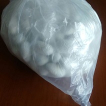 茧蛹
