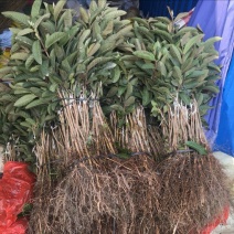 西瓜番石榴苗30~50cm