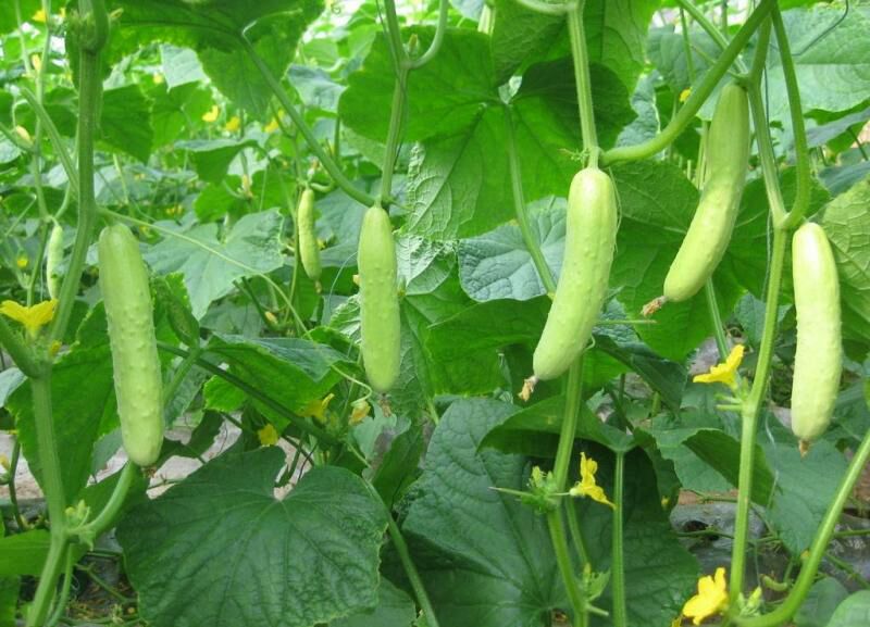 小黄瓜植株特写,绿色细长果实挂满藤蔓,叶片宽大翠绿 小黄瓜植株特写