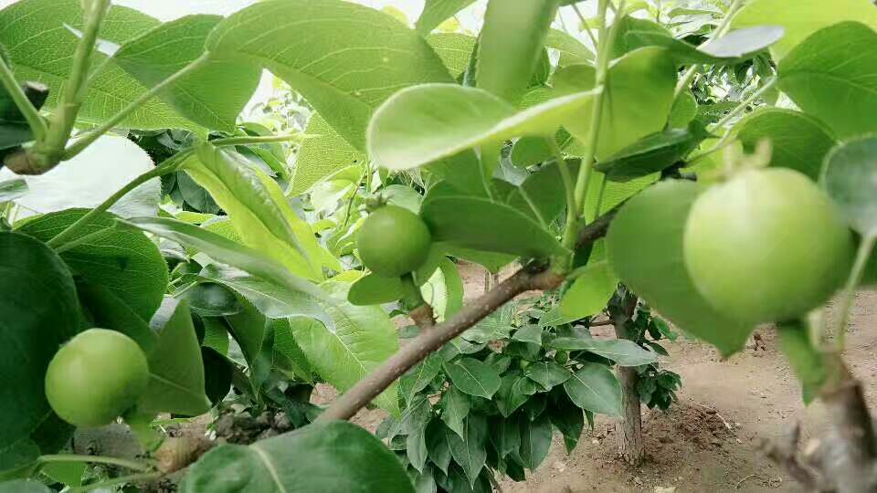 湖南省黄金梨生态适宜性分区地图:标注Ⅰ类适宜区(深绿色)、Ⅱ类次适宜区(浅绿色)、Ⅲ类不适宜区(红色斜线),重点标出新宁、靖州、慈利三个核心示范县及海拔范围 湖南黄金梨适栽区划图