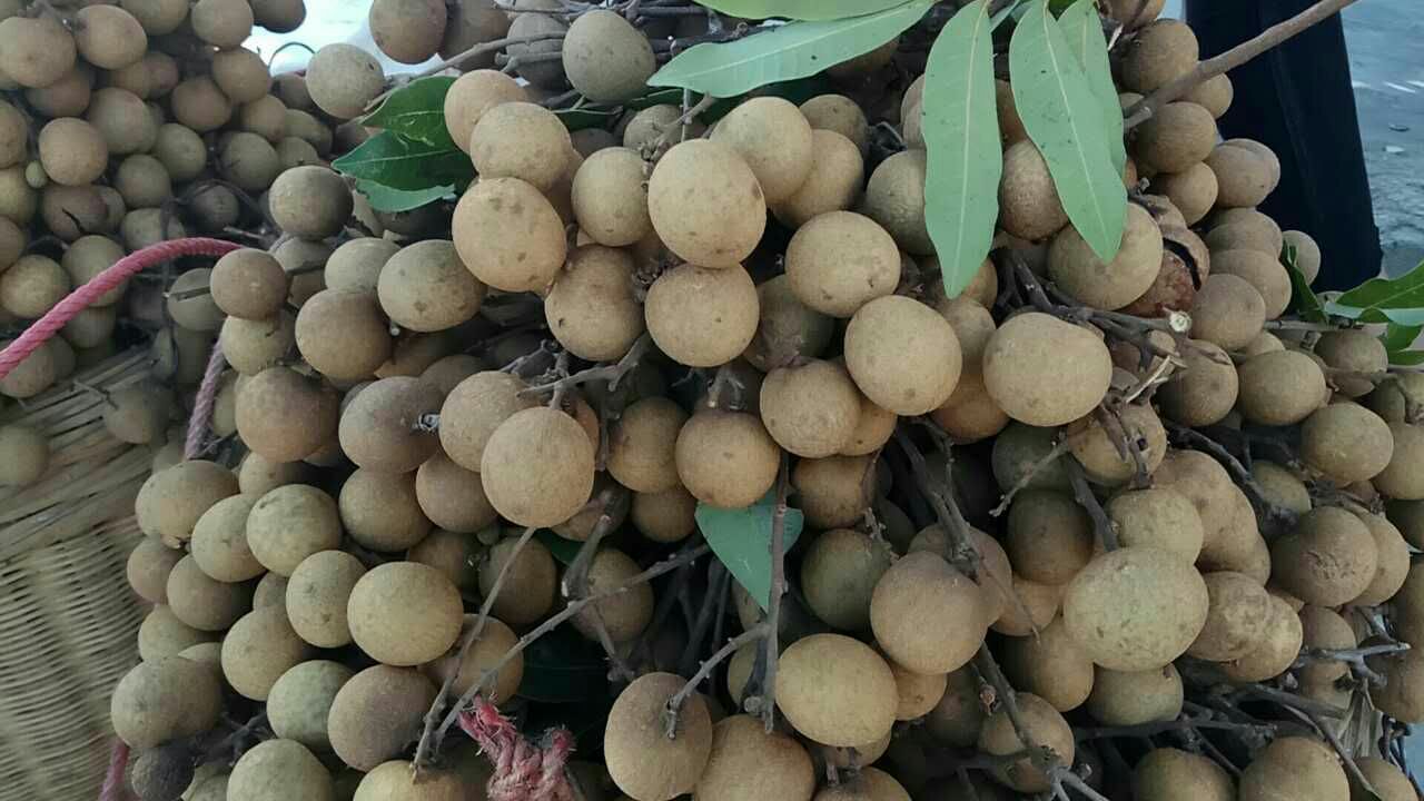 储良桂圆干果特写,展示其饱满、色泽红润的外观特征 储良桂圆果实特写
