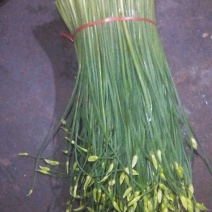 韮苔20~30cm