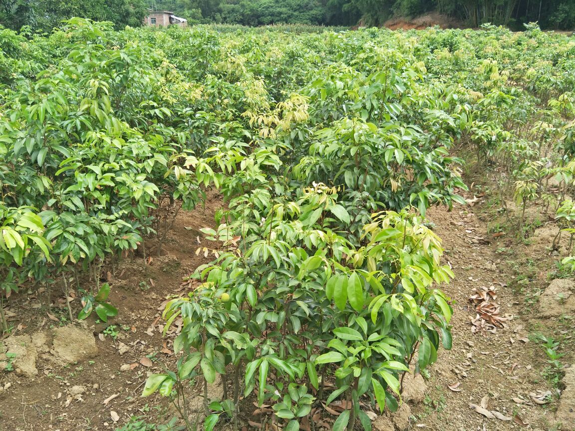 红无核荔枝种植园