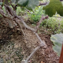 巨峰葡萄苗占地葡萄树