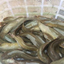胡子鲶食用