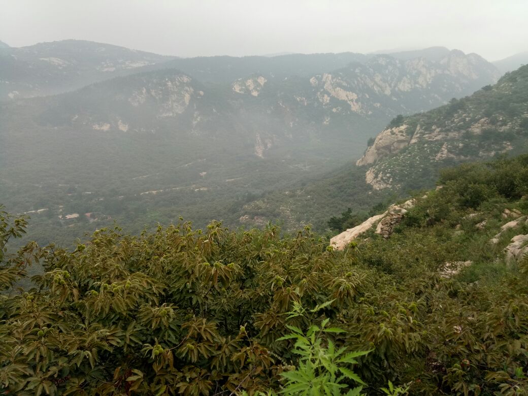 秋季阳光下,农民在院落中用竹席晾晒刚采收的带壳油栗,堆成小山状,部分已剥出金黄油亮的油栗仁,背景为山区村落,体现原生态产地环境 农家晾晒油栗场景