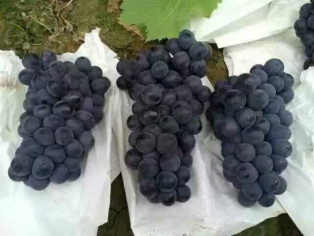 京亚葡萄摆放在果盘中,展示其颜色深紫、果粒紧凑的外观特征 京亚葡萄果盘展示