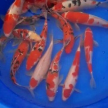 锦鲤鱼苗7两