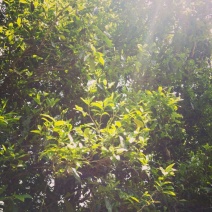 普洱茶一级