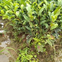 茶叶树苗