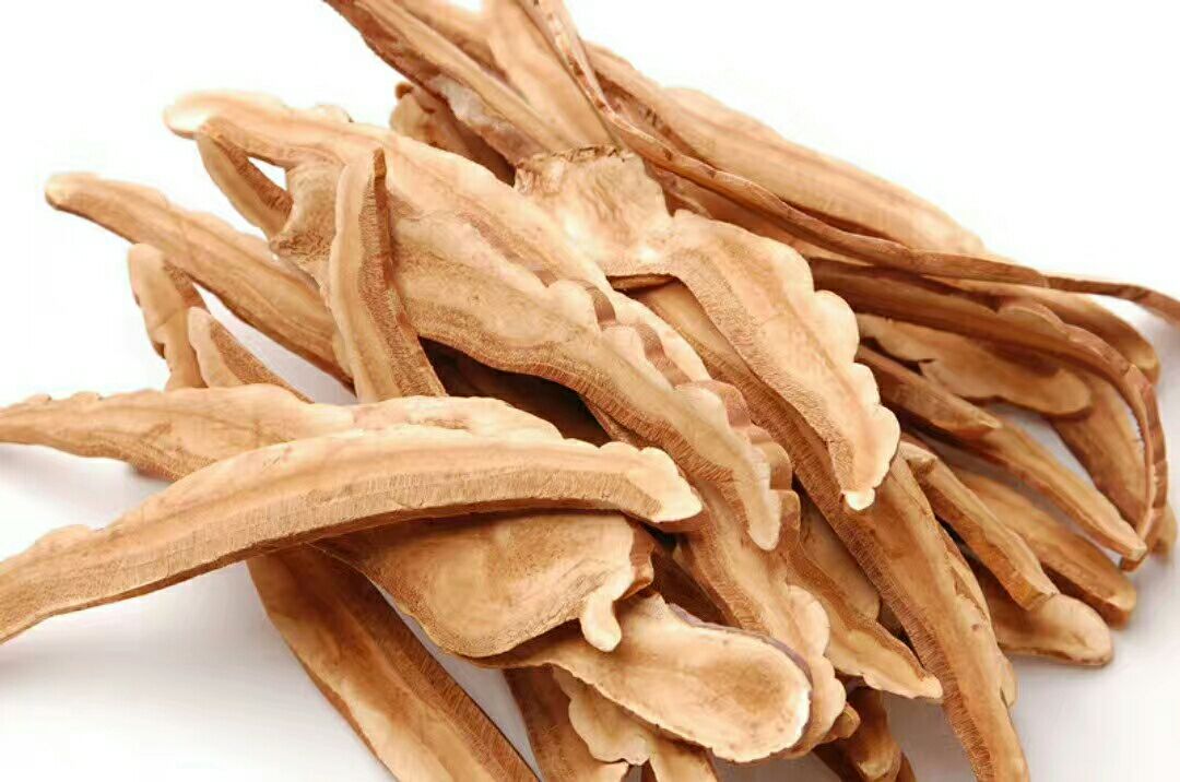 灵芝切片显微结构示意图