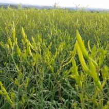 干黄菜