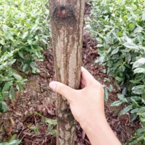 楠木3.5~4m4~6cm