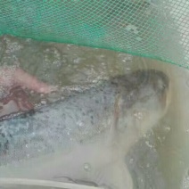 河鲤鱼食用2~3公斤