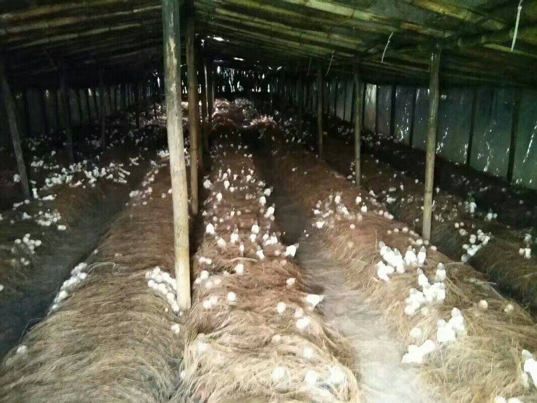 贵州雷山竹荪种植基地航拍