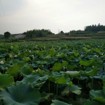 莲子壳