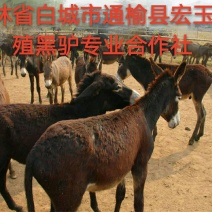 驴肉鲜货