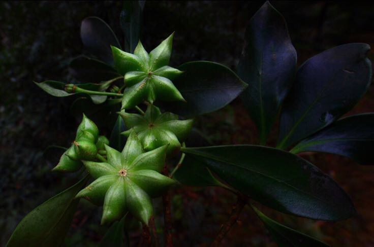 八角植物特写