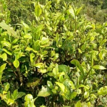 百年大树茶特级