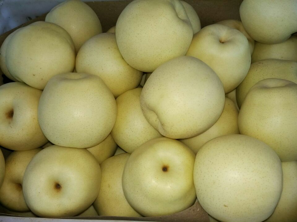 丰水梨与皇冠梨对比图