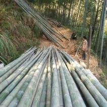竹子7~15m