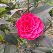 山茶花苗，大红茶花苗，品种茶花种植户基地直销