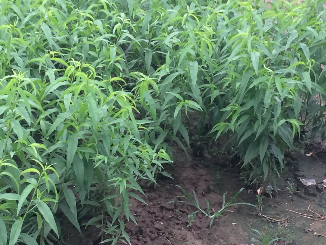 黄桃苗种植园
