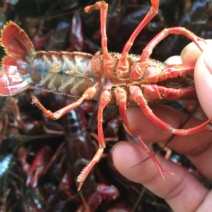 湖虾小龙虾主养4-6钱（20-30克）食用活虾