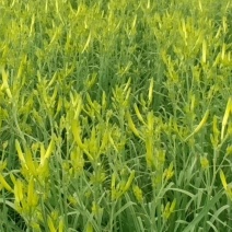 干黄菜